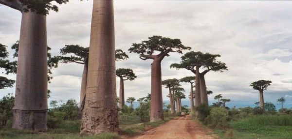16. Аллея Баобабов, Мадагаскар 