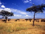Серенгети - Национальный парк Танзании