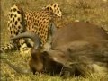 Тайный мир животных: Львы, гепарды, леопарды
